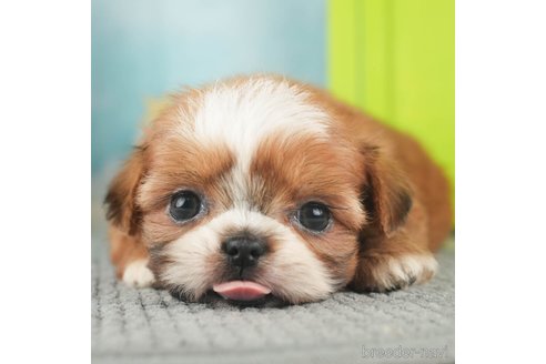 成約済の千葉県のミックス犬-270473の1枚目