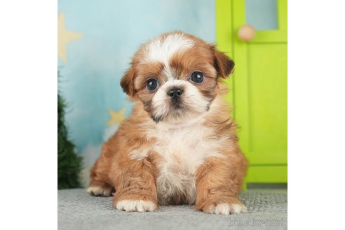 成約済の千葉県のミックス犬-270473の4枚目