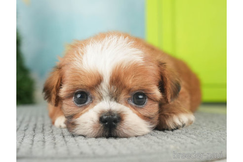 成約済の千葉県のミックス犬-270473の5枚目