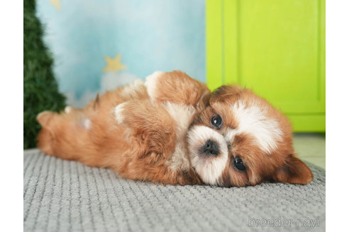 成約済の千葉県のミックス犬-270473の6枚目