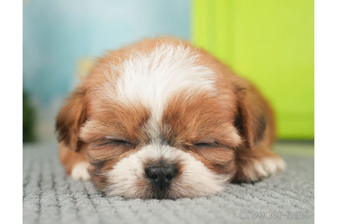 成約済の千葉県のミックス犬-270473の3枚目