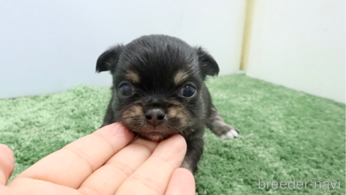 成約済の群馬県のチワワ(ロングコート)-270472の1枚目