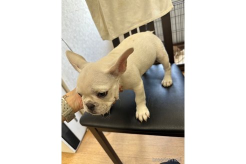 成約済の千葉県のフレンチブルドッグ-270501の11枚目