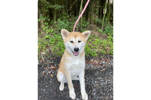 成約済の静岡県の秋田犬-270516の2枚目