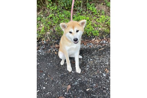 成約済の静岡県の秋田犬-270516の5枚目