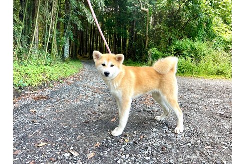成約済の静岡県の秋田犬-270516