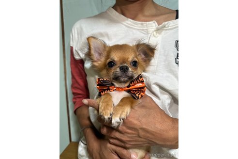 成約済の香川県のチワワ(ロングコート)-261340の10枚目