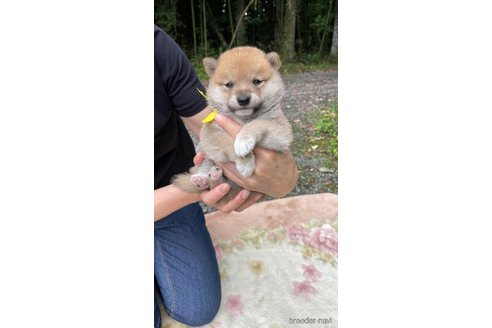 子犬