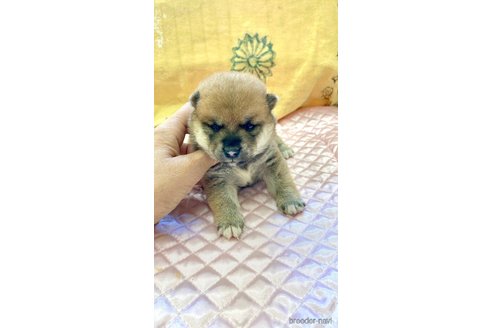 成約済の静岡県の柴犬-270531の1枚目