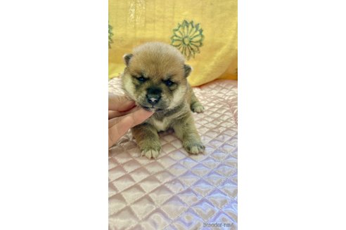 成約済の静岡県の柴犬-270531の3枚目