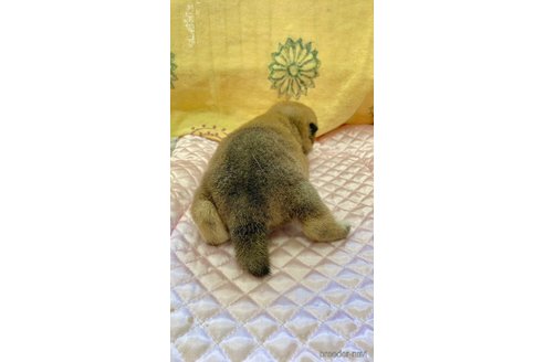 成約済の静岡県の柴犬-270531の2枚目