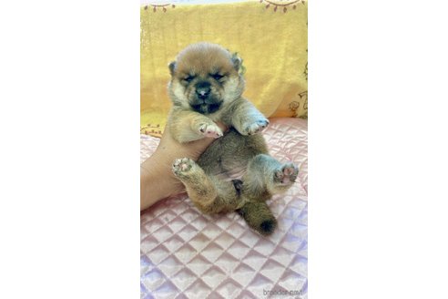 成約済の静岡県の柴犬-270531の4枚目