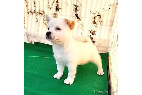 成約済の茨城県のミックス犬-265218の30枚目
