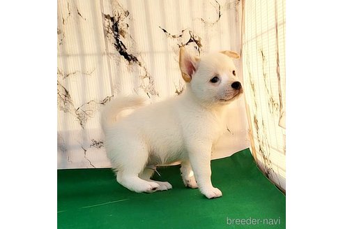 成約済の茨城県のミックス犬-265218の29枚目