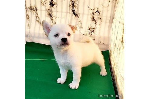 成約済の茨城県のミックス犬-265218の27枚目