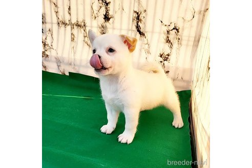 成約済の茨城県のミックス犬-265218の26枚目