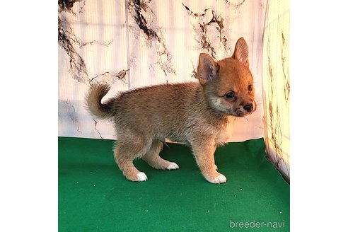 成約済の茨城県のミックス犬-265215の5枚目