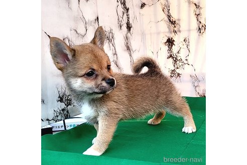 成約済の茨城県のミックス犬-265215の4枚目