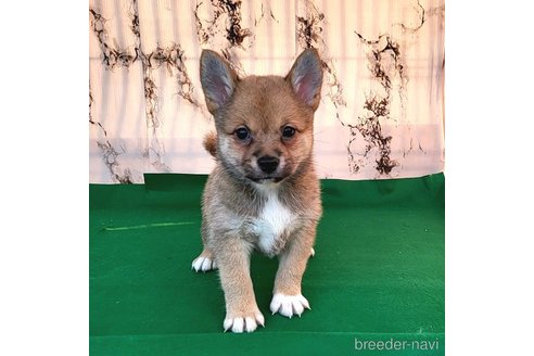 成約済の茨城県のミックス犬-265215の2枚目