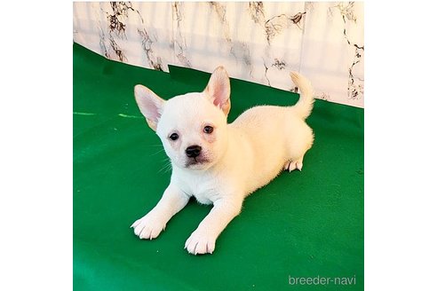成約済の茨城県のミックス犬-265217の53枚目
