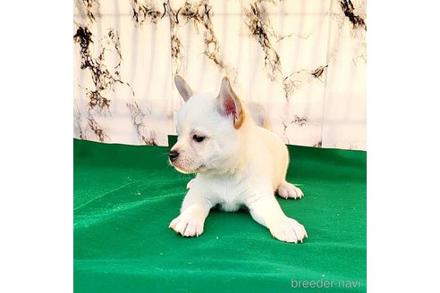 成約済の茨城県のミックス犬-265217の52枚目