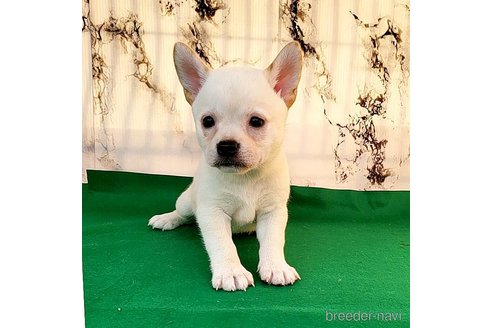 成約済の茨城県のミックス犬-265217の51枚目