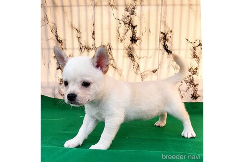 成約済の茨城県のミックス犬-265217の50枚目