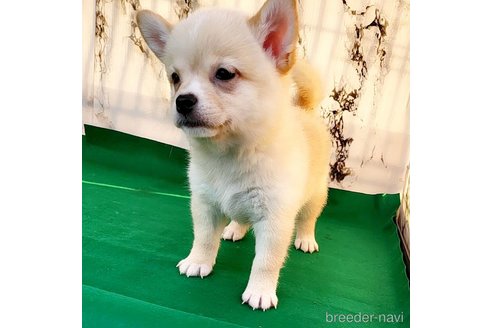 成約済の茨城県のミックス犬-265214の24枚目