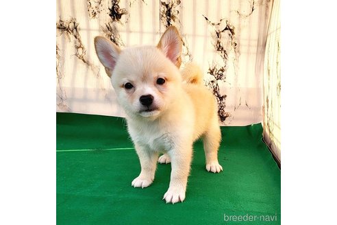 成約済の茨城県のミックス犬-265214の22枚目