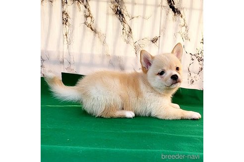 成約済の茨城県のミックス犬-265214の23枚目
