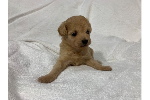 成約済の岐阜県のミックス犬-267582の12枚目