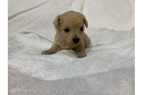 成約済の岐阜県のミックス犬-267582の11枚目
