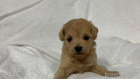 成約済の岐阜県のミックス犬-267582の10枚目