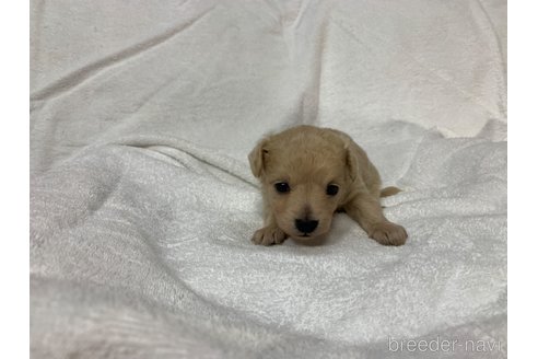 成約済の岐阜県のミックス犬-267581の8枚目