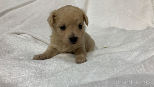 成約済の岐阜県のミックス犬-267581の7枚目