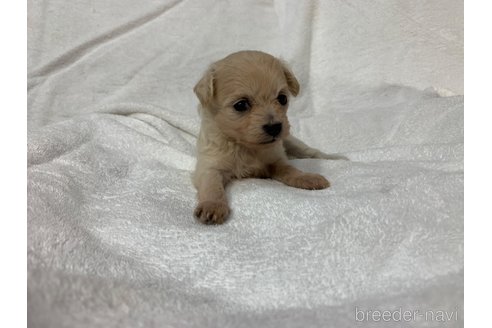 成約済の岐阜県のミックス犬-266487の9枚目