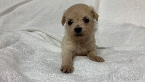 成約済の岐阜県のミックス犬-266487の8枚目