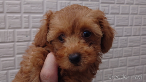子犬