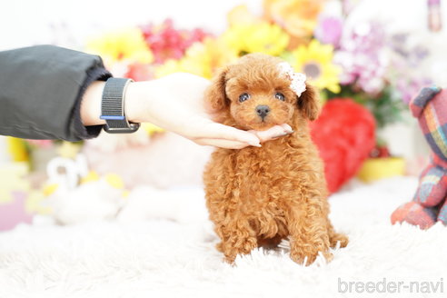 成約済の埼玉県のトイプードル-270552の5枚目