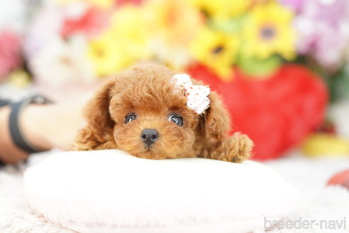 成約済の埼玉県のトイプードル-270552の4枚目