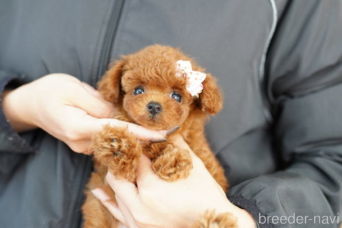 成約済の埼玉県のトイプードル-270552の3枚目