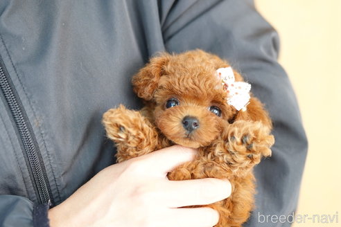 成約済の埼玉県のトイプードル-270552の2枚目