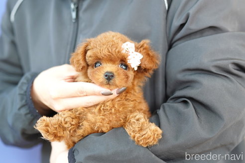 成約済の埼玉県のトイプードル-270552の1枚目