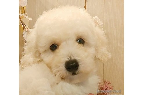 成約済の愛知県のマルプー:マルチーズ×トイプードル-268366の4枚目