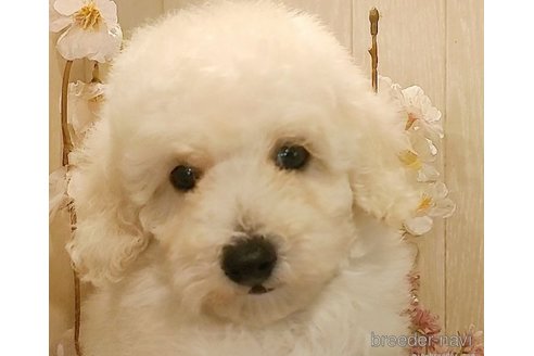 成約済の愛知県のマルプー:マルチーズ×トイプードル-268366の3枚目