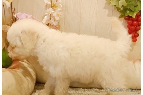成約済の愛知県のマルプー:マルチーズ×トイプードル-268366の2枚目
