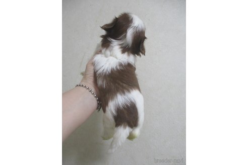 成約済の鳥取県のシーズー-266122の2枚目