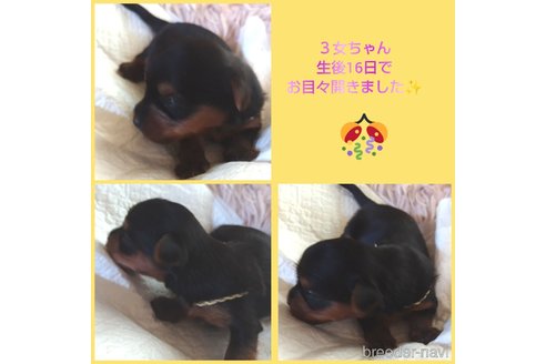 成約済の千葉県のヨークシャーテリア-268318の18枚目