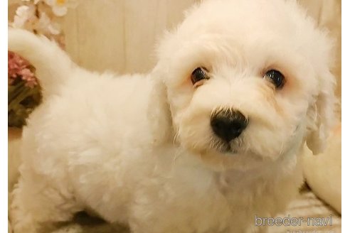 成約済の愛知県のビションフリーゼ-270561の4枚目