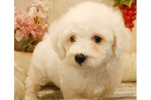 成約済の愛知県のビションフリーゼ-270561の3枚目
